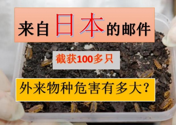 来自日本！100多只活体鼠妇被大连海关截获，它的破坏力有多强？-5.jpg