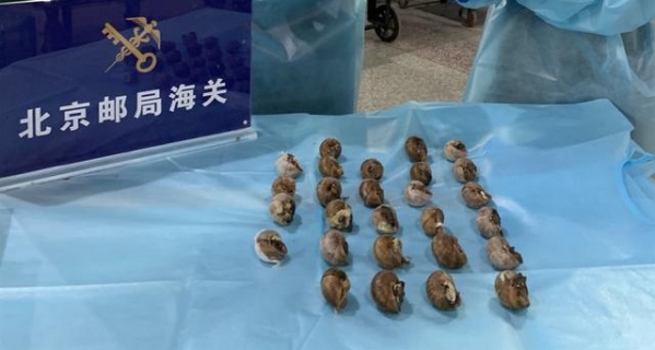 蜗牛、甲虫、干海马……北京海关上半年都截获过哪些生物？-1.jpg