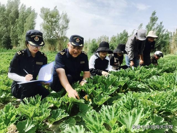 幸福写在笑脸上，中国海关助农忙-2.jpg