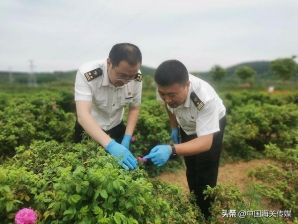 幸福写在笑脸上，中国海关助农忙-3.jpg