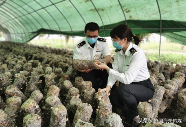 幸福写在笑脸上，中国海关助农忙-4.jpg