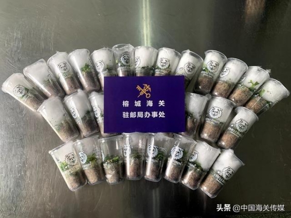 进境“装饰品”藏匿植物种苗，检出病虫害6种类-1.jpg