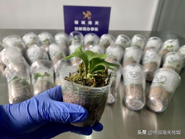 进境“装饰品”藏匿植物种苗，检出病虫害6种类-2.jpg