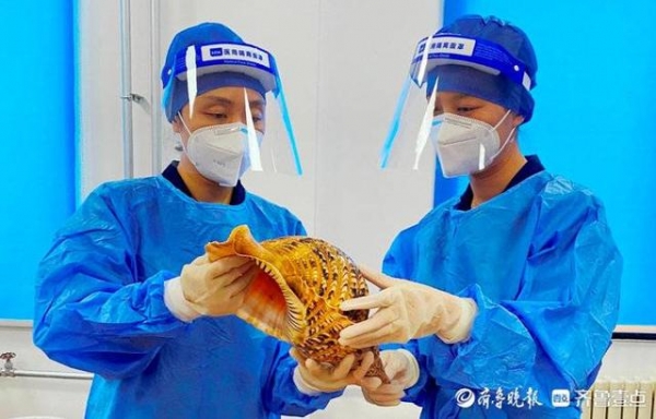 水晶石暗有夹藏，青岛海关查获33枚非法入境法螺壳-2.jpg