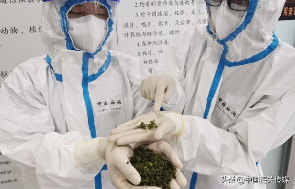 “开”在行李箱里的人参花-1.jpg