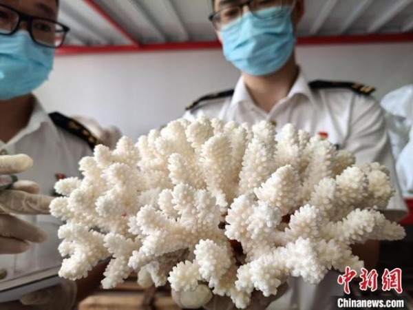 义乌海关移交近百件濒危水生野生动物及其制品-2.jpg