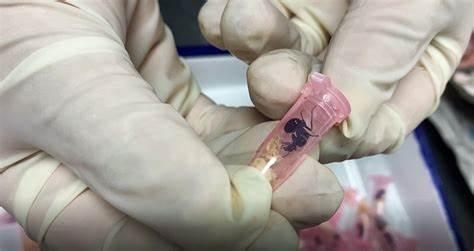 假申报！昆明海关查获70只活体红狂蚁 游戏养殖，违规走私海外物种-1.jpg