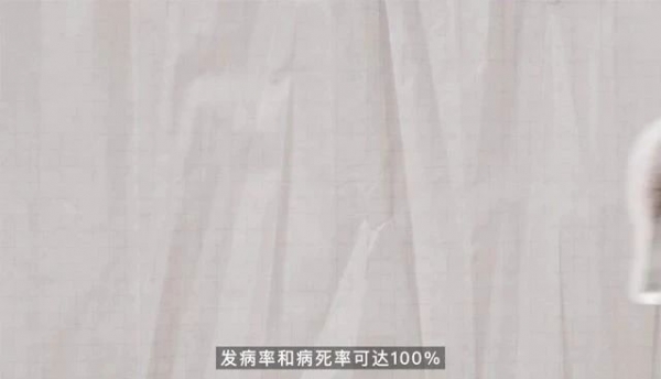走进海关实验室|漂洋过海捉“猪”你w2.jpg