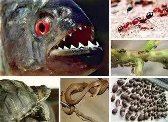 全民国家安全教育日:国门生物安全与海关检疫w16.jpg