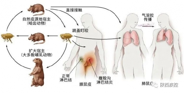 鼠疫防控知多少w4.jpg
