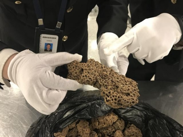 广东海关查获1079张貂皮制品，水貂市场“出圈”，谁才是受害者？-12.jpg