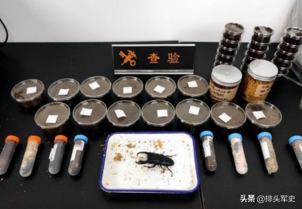 还想蒙混过关？上海海关成功查获“黄金鬼锹”，到底有什么危害？-3.jpg