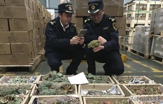 还想蒙混过关？上海海关成功查获“黄金鬼锹”，到底有什么危害？-5.jpg