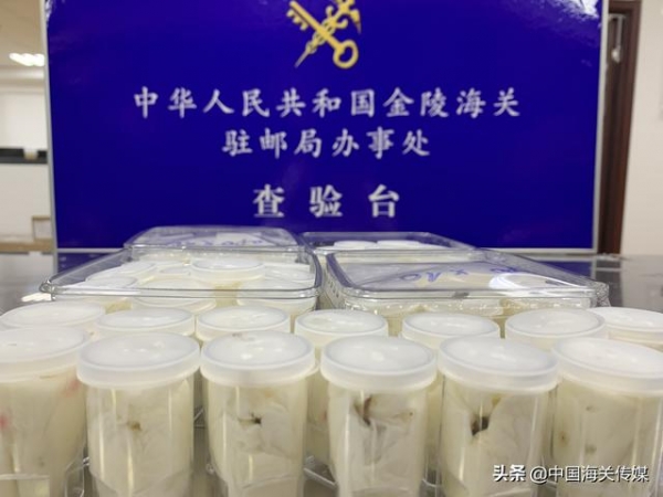 海关大数据“捕中”50头活体蜘蛛-1.jpg