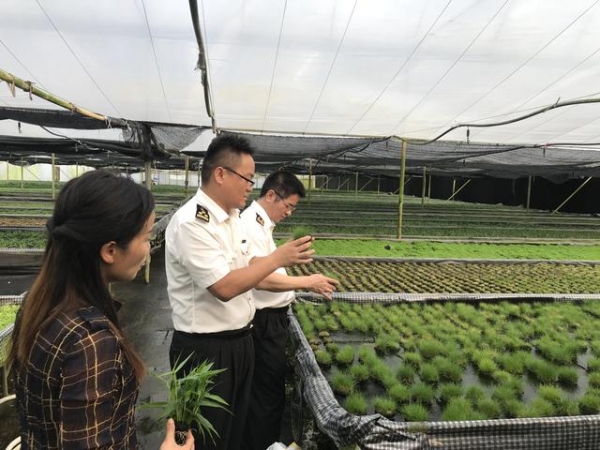 广州海关关区水草顺利出口欧美-1.jpg