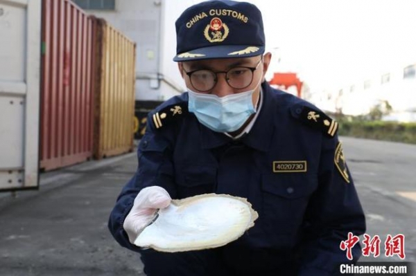 九江海关查获一批国家重点保护野生动物制品 共11.1吨-2.jpg