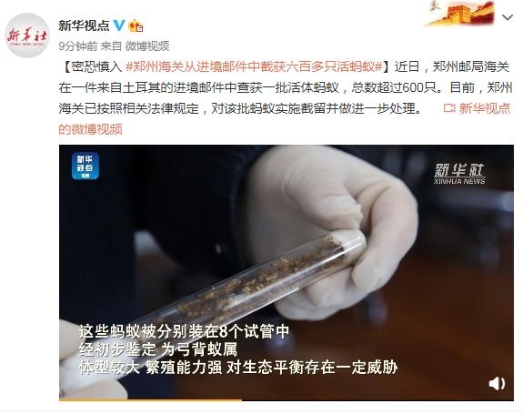 密恐慎入 郑州海关从进境邮件中截获六百多只活蚂蚁-1.jpg
