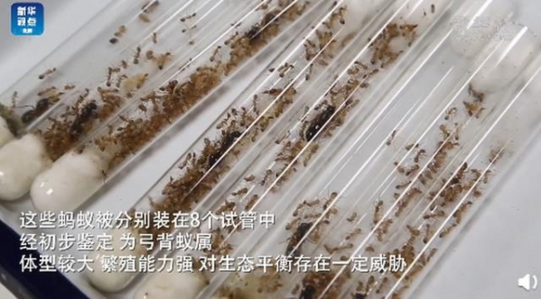 郑州海关从进境邮件中截获活蚂蚁，总数超600只，网友：细思极恐-3.jpg