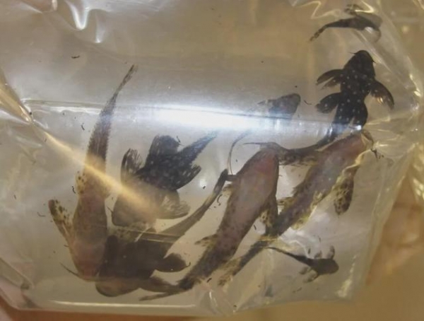 澳洲海关新规，入境这么干，当场取消签证+遣返，罚款涨至6倍-23.jpg