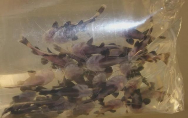 澳洲海关新规，入境这么干，当场取消签证+遣返，罚款涨至6倍-24.jpg