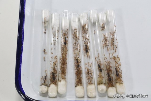 漂洋过海寄蚂蚁？拦住-1.jpg
