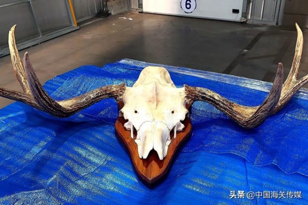 什么“旧桌子”还能夹藏驼鹿头骨-1.jpg