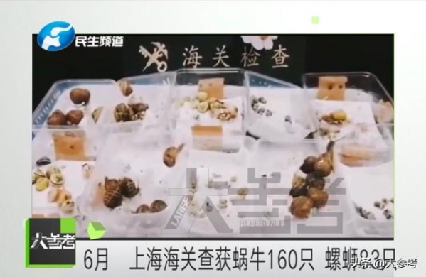 密恐慎入！郑州海关从入境邮件中查获600多只活蚂蚁-5.jpg