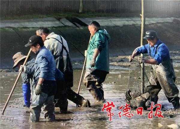 常德海关助力出口甲鱼产业复苏-1.jpg