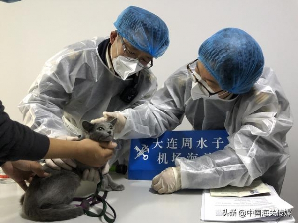 宠物带出国 总共分几步？-1.jpg