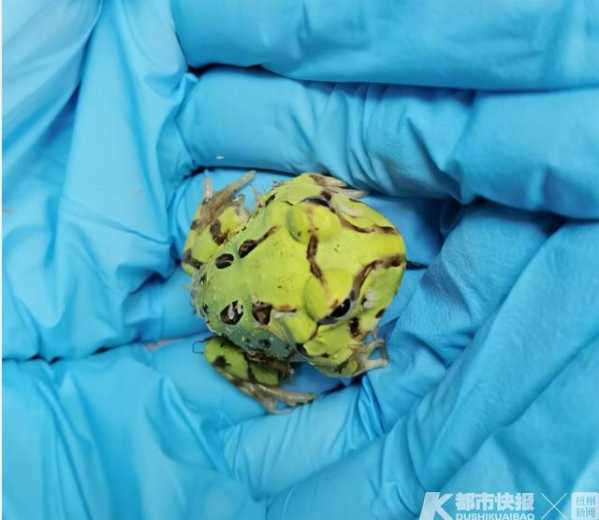 昨天，杭州海关在进境邮包中截获50只活体角蛙-2.jpg
