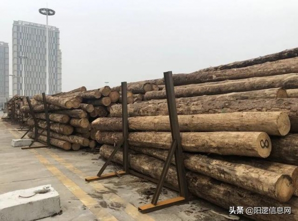 武汉首家进口木材保税加工入驻阳逻港园区-4.jpg