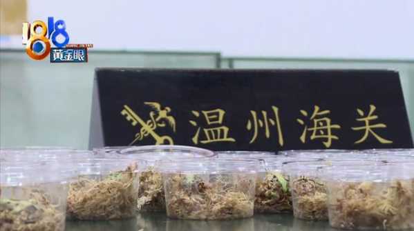 海关工作犬立大功！50只活的“招财蛙”混在玩具里被闻了出来-6.jpg