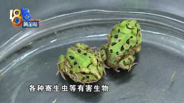 海关工作犬立大功！50只活的“招财蛙”混在玩具里被闻了出来-7.jpg