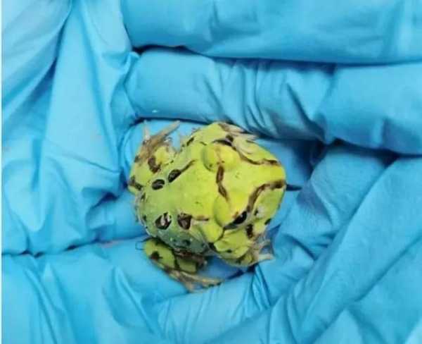 “汪汪队”立功！温州海关在进口邮包中查出50只活体角蛙-4.jpg