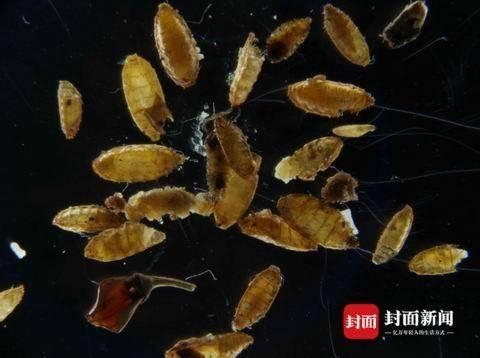 罐头里长“蛆”？重庆海关首次从入境邮件中截获蛆症异蚤蝇-1.jpg