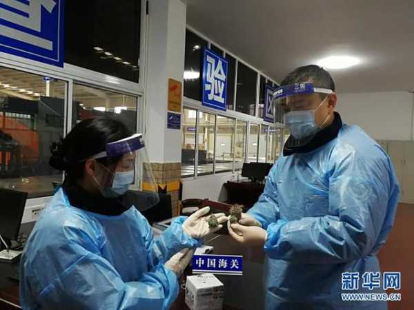 长沙海关截获活体濒危植物苗木2种4株-2.jpg