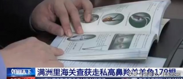 满洲里：海关查获走私高鼻羚羊羊角179根-2.jpg