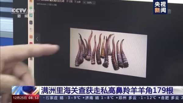 179根高鼻羚羊角藏在哪了？满洲里海关查获一起走私案-2.jpg