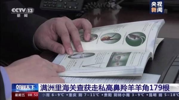 179根高鼻羚羊角藏在哪了？满洲里海关查获一起走私案-1.jpg