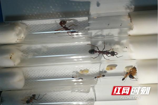 蚂蚁凶猛！长沙海关首次截获4种危险性活体蚂蚁-2.jpg