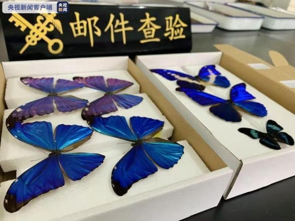 江苏金陵海关截获世界珍稀品种“光明女神闪蝶”等标本-2.jpg