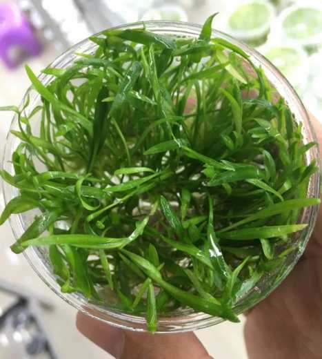 解读 | 种苗花卉出口那些事-11.jpg
