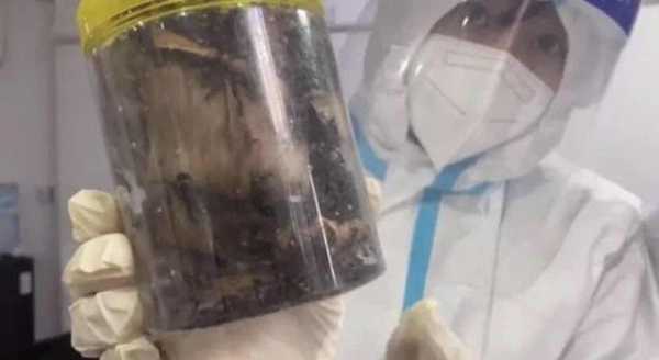塑胶试管内有乾坤，上海海关在出口快件中查验7万只活体蚂蚁-1.jpg