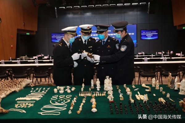 天津海关向国家海洋博物馆移交1724件野生动物及其制品-4.jpg