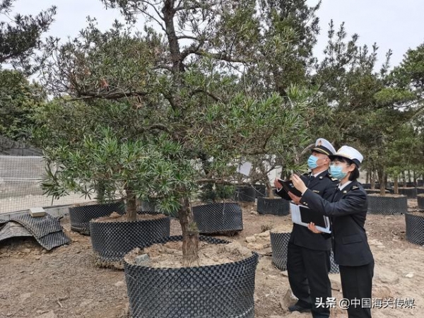 深圳口岸罗汉松进口量创新高-1.jpg