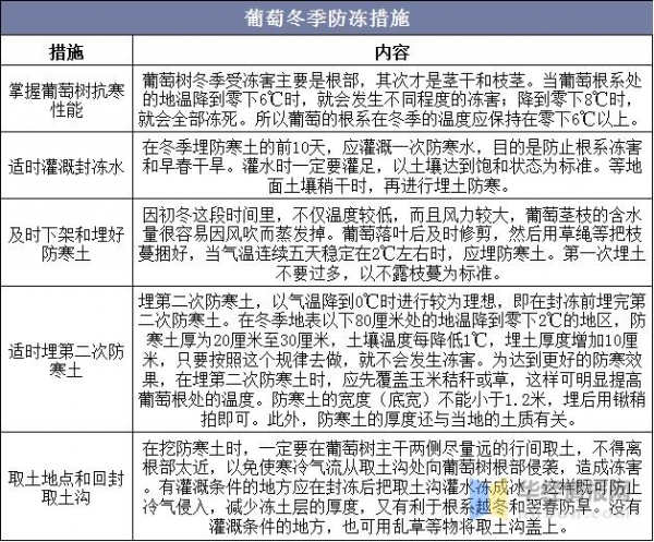 2020年中国葡萄产量及进出口情况分析，冬季防冻尤为重要-9.jpg