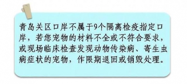 一只宠物的进境之旅-12.jpg