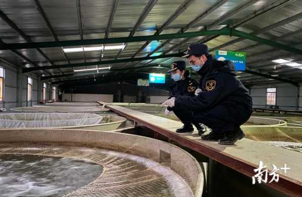 锁住“鲜味道”，拱北海关助力鲜活水产品稳定供港-1.jpg
