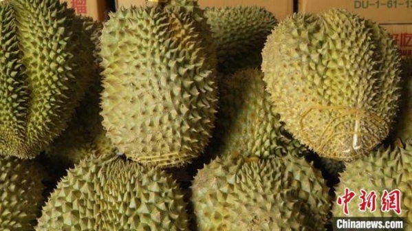 桂粤海关破获一起特大水果走私案 案值约6.6亿元-2.jpg