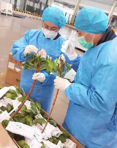“藏身”鲜花 两种侵害植物昆虫被重庆机场海关截获-2.jpg